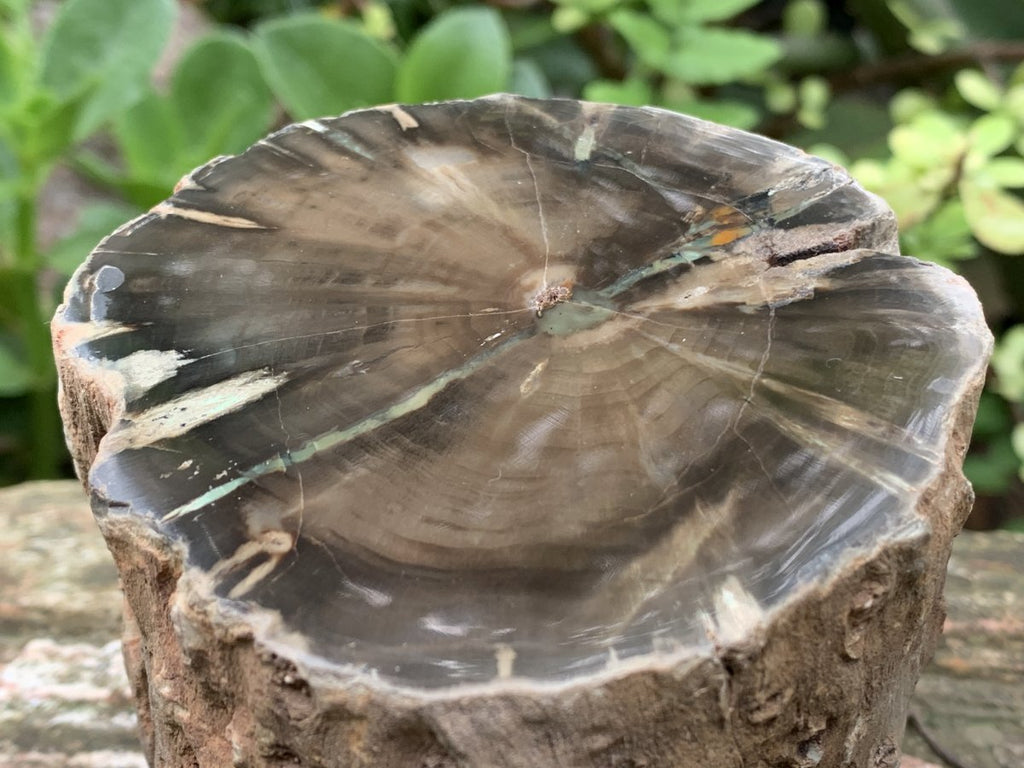 Polished One Side Dadoxylon Petrified Wood Branch x 1 From Gokwe, Zimbabwe