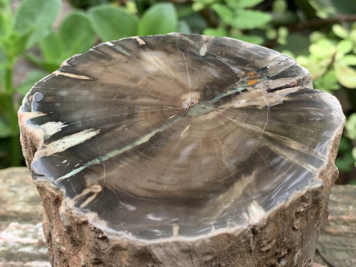 Polished One Side Dadoxylon Petrified Wood Branch x 1 From Gokwe, Zimbabwe