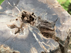 Polished One Side Dadoxylon Petrified Wood Branch x 1 From Gokwe, Zimbabwe