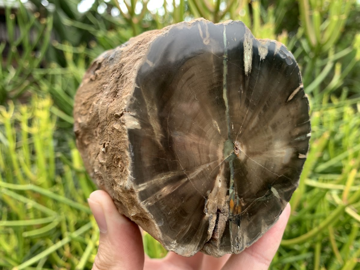 Polished One Side Dadoxylon Petrified Wood Branch x 1 From Gokwe, Zimbabwe