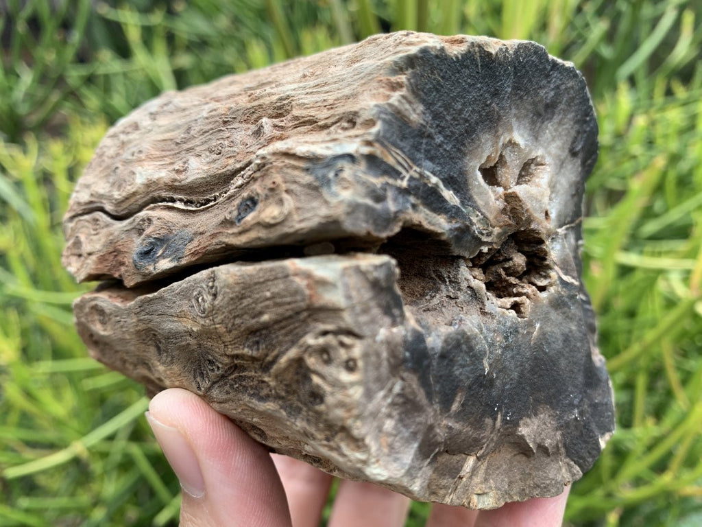Polished One Side Dadoxylon Petrified Wood Branch x 1 From Gokwe, Zimbabwe