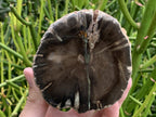 Polished One Side Dadoxylon Petrified Wood Branch x 1 From Gokwe, Zimbabwe