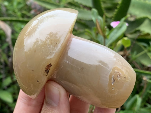 Polished Banded Agate Mushroom x 1 From Madagascar