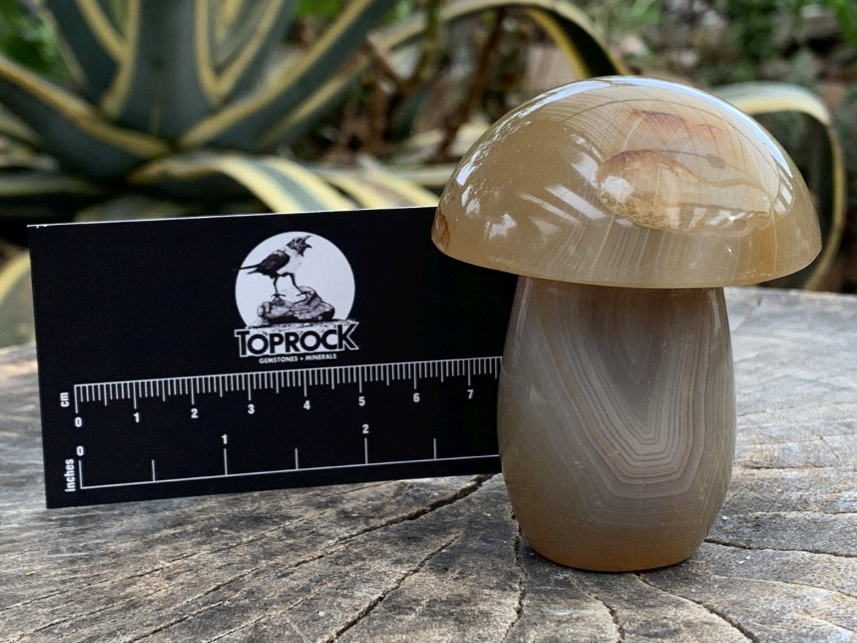 Polished Banded Agate Mushroom x 1 From Madagascar