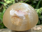 Polished Banded Agate Mushroom x 1 From Madagascar