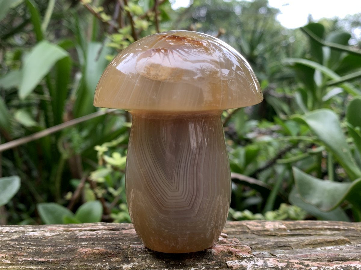 Polished Banded Agate Mushroom x 1 From Madagascar