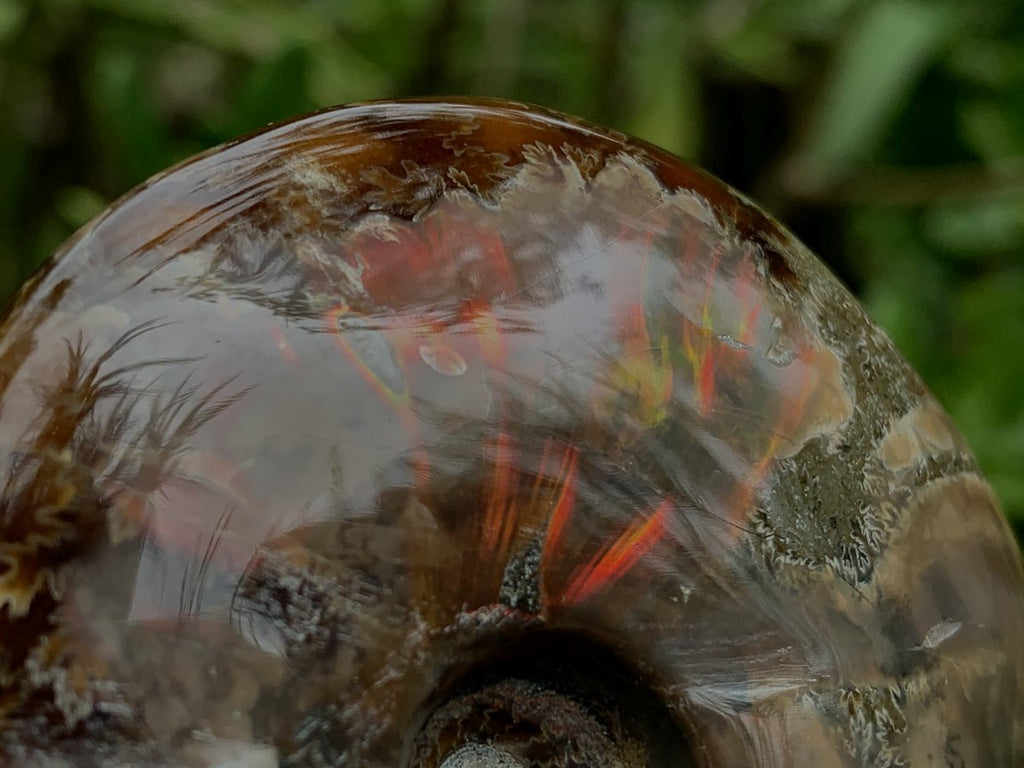 Polished Cleoniceras Ammolite Fossil Ammonite x 1 From Tulear, Madagascar
