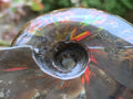 Polished Cleoniceras Ammolite Fossil Ammonite x 1 From Tulear, Madagascar