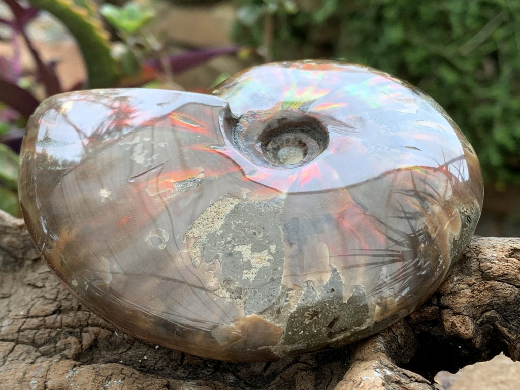 Polished Cleoniceras Ammolite Fossil Ammonite x 1 From Tulear, Madagascar