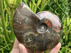 Polished Cleoniceras Ammolite Fossil Ammonite x 1 From Tulear, Madagascar