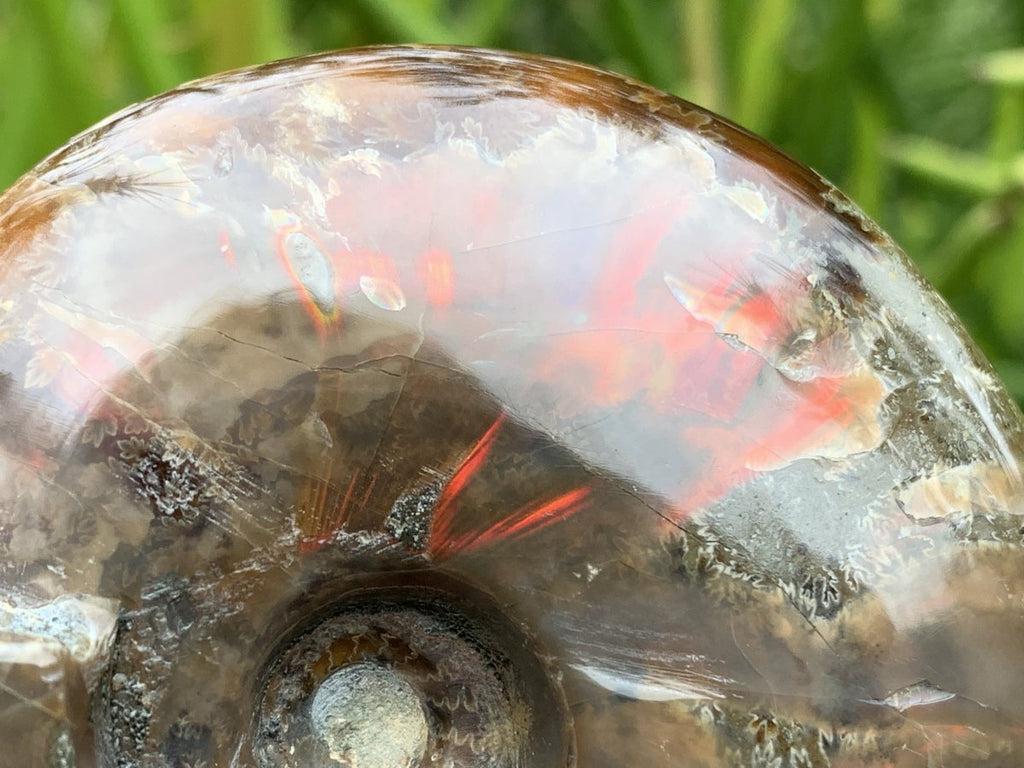 Polished Cleoniceras Ammolite Fossil Ammonite x 1 From Tulear, Madagascar