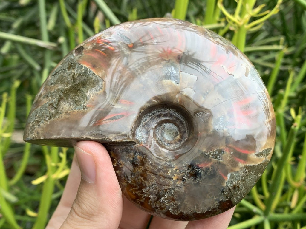 Polished Cleoniceras Ammolite Fossil Ammonite x 1 From Tulear, Madagascar