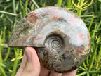 Polished Cleoniceras Ammolite Fossil Ammonite x 1 From Tulear, Madagascar