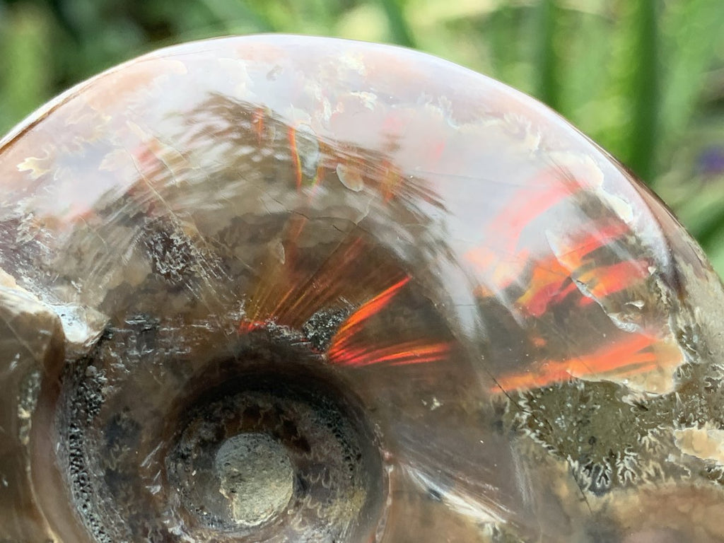 Polished Cleoniceras Ammolite Fossil Ammonite x 1 From Tulear, Madagascar