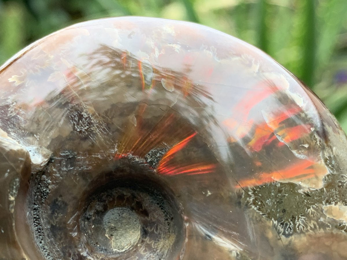 Polished Cleoniceras Ammolite Fossil Ammonite x 1 From Tulear, Madagascar