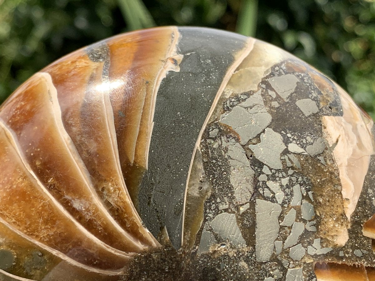 Polished Rare Cymatoceras Nautilus Pyritized Fossil Shell x 1 From Maintirano, Madagascar