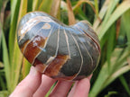 Polished Rare Cymatoceras Nautilus Pyritized Fossil Shell x 1 From Maintirano, Madagascar
