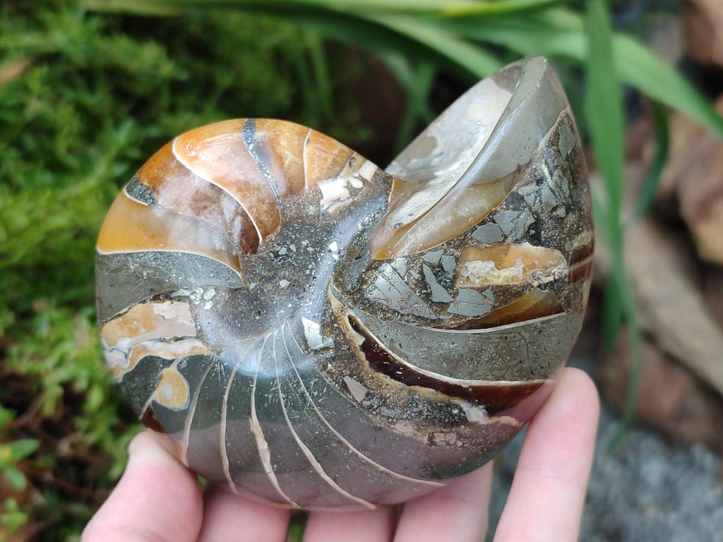 Polished Rare Cymatoceras Nautilus Pyritized Fossil Shell x 1 From Maintirano, Madagascar
