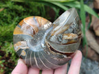 Polished Rare Cymatoceras Nautilus Pyritized Fossil Shell x 1 From Maintirano, Madagascar
