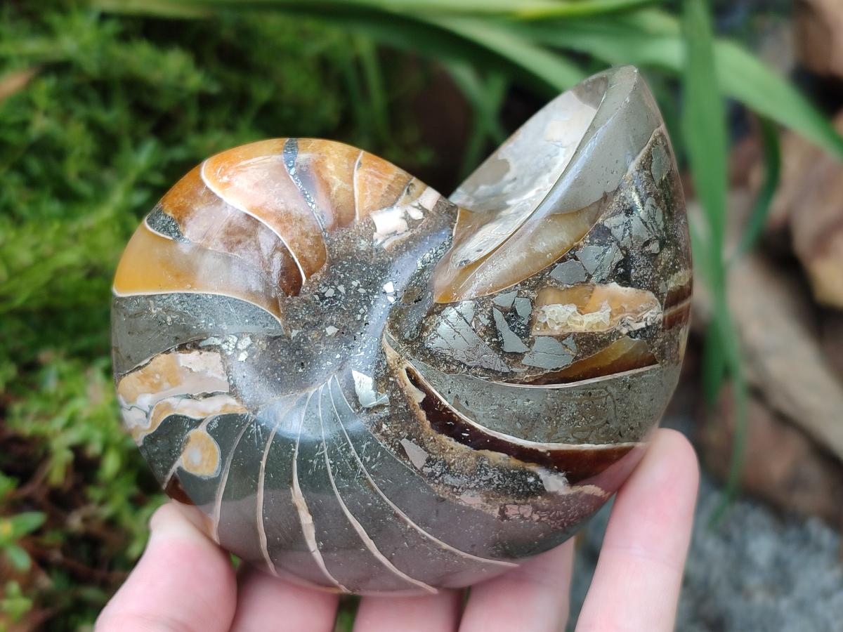 Polished Rare Cymatoceras Nautilus Pyritized Fossil Shell x 1 From Maintirano, Madagascar