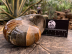 Polished Rare Cymatoceras Nautilus Pyritized Fossil Shell x 1 From Maintirano, Madagascar