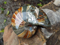 Polished Rare Cymatoceras Nautilus Pyritized Fossil Shell x 1 From Maintirano, Madagascar