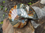 Polished Rare Cymatoceras Nautilus Pyritized Fossil Shell x 1 From Maintirano, Madagascar