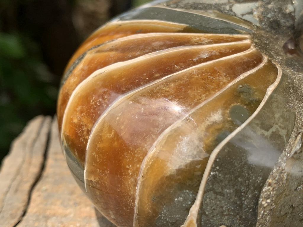 Polished Rare Cymatoceras Nautilus Pyritized Fossil Shell x 1 From Maintirano, Madagascar