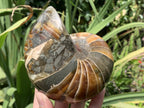 Polished Rare Cymatoceras Nautilus Pyritized Fossil Shell x 1 From Maintirano, Madagascar