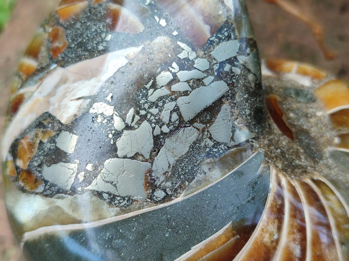 Polished Rare Cymatoceras Nautilus Pyritized Fossil Shell x 1 From Maintirano, Madagascar