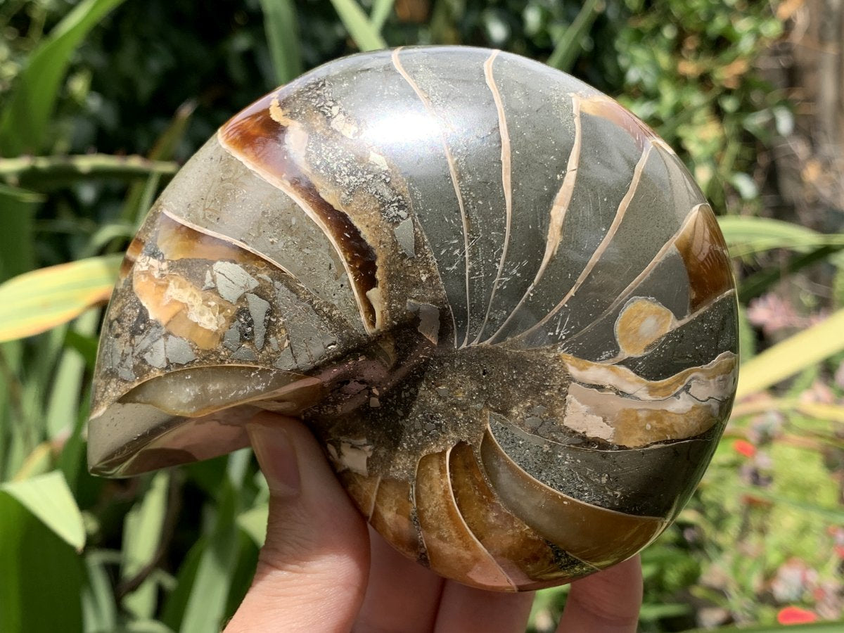 Polished Rare Cymatoceras Nautilus Pyritized Fossil Shell x 1 From Maintirano, Madagascar