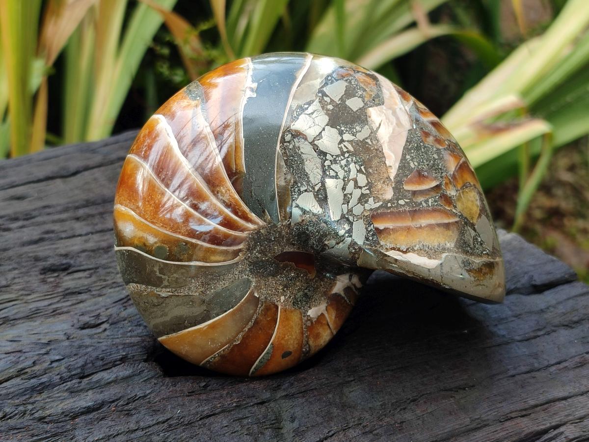 Polished Rare Cymatoceras Nautilus Pyritized Fossil Shell x 1 From Maintirano, Madagascar