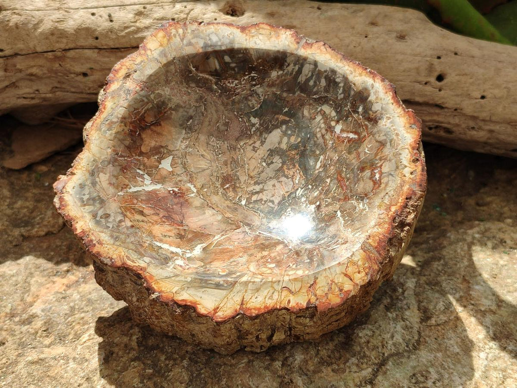 Polished Petrified Wood Bowl x 1 From Mahajanga Madagascar