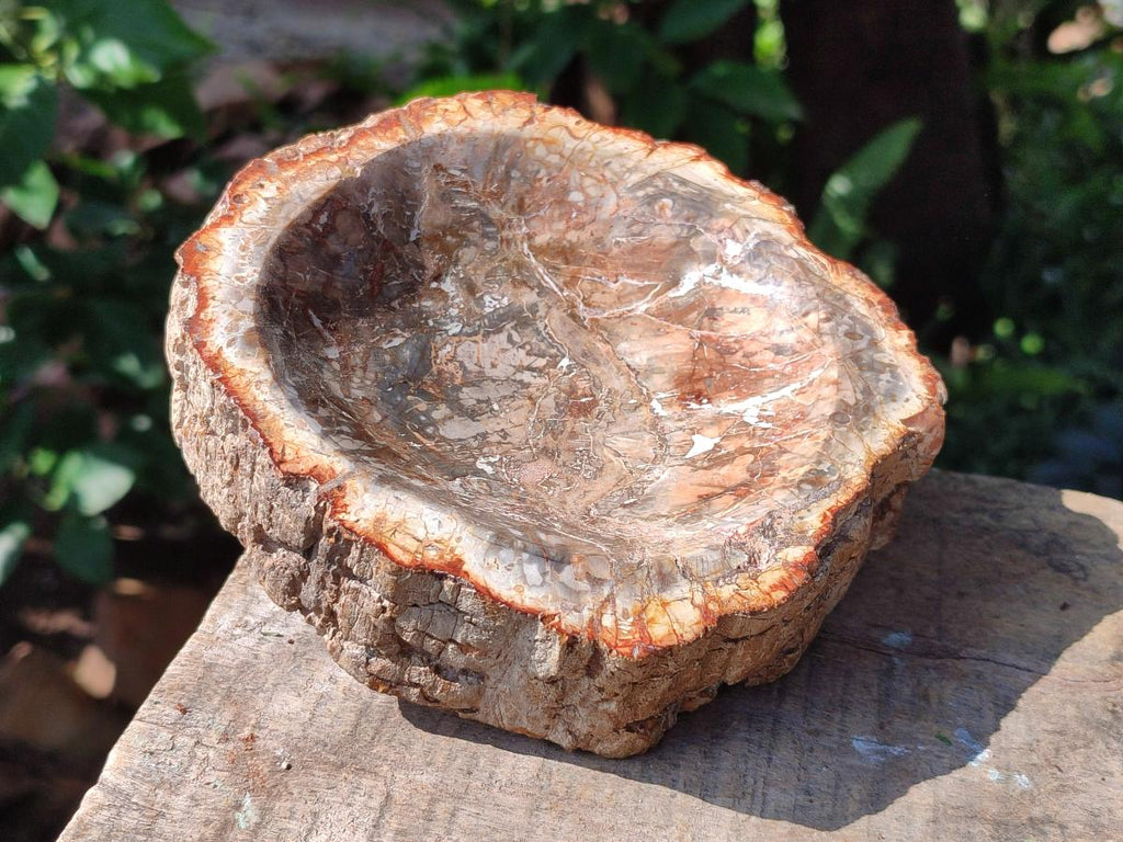 Polished Petrified Wood Bowl x 1 From Mahajanga Madagascar