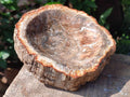 Polished Petrified Wood Bowl x 1 From Mahajanga Madagascar