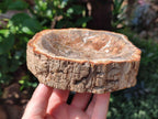Polished Petrified Wood Bowl x 1 From Mahajanga Madagascar
