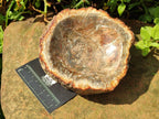 Polished Petrified Wood Bowl x 1 From Mahajanga Madagascar