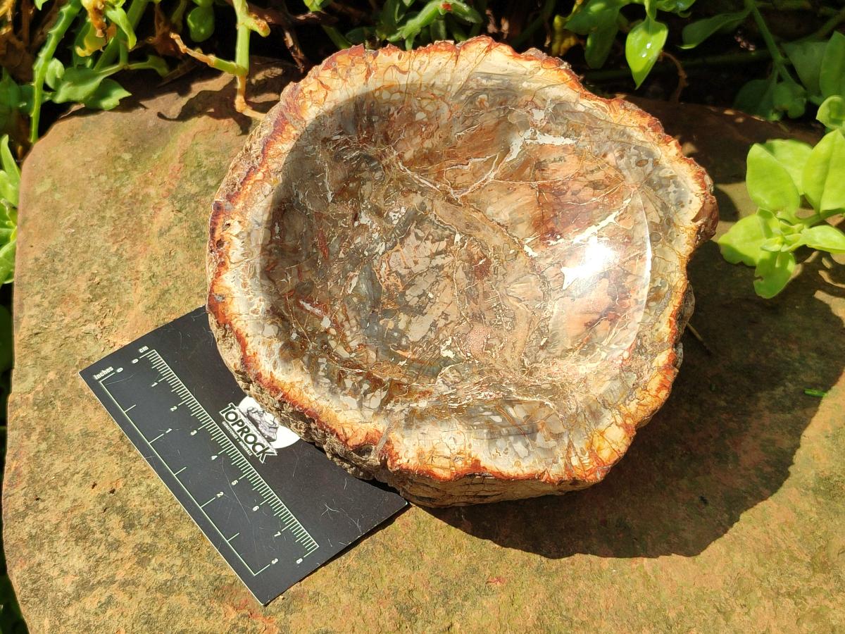 Polished Petrified Wood Bowl x 1 From Mahajanga Madagascar
