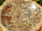 Polished Petrified Wood Bowl x 1 From Mahajanga Madagascar