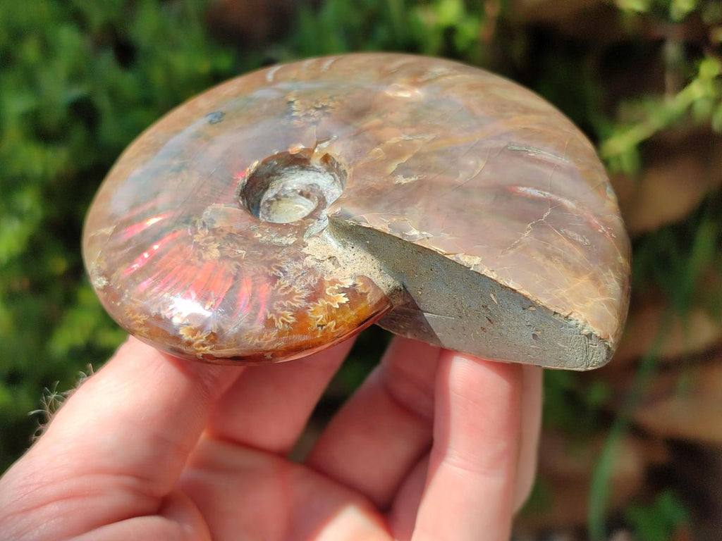 Polished Cleoniceras Ammolite Opalized Ammonite Fossil x 1 From Madagascar