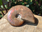 Polished Cleoniceras Ammolite Opalized Ammonite Fossil x 1 From Madagascar