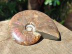 Polished Cleoniceras Ammolite Opalized Ammonite Fossil x 1 From Madagascar