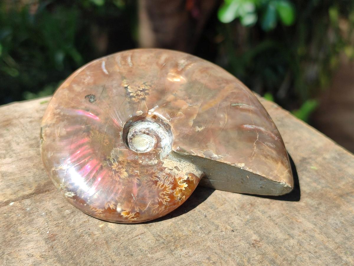 Polished Cleoniceras Ammolite Opalized Ammonite Fossil x 1 From Madagascar