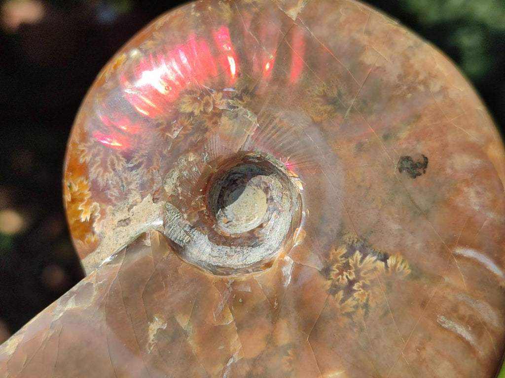 Polished Cleoniceras Ammolite Opalized Ammonite Fossil x 1 From Madagascar