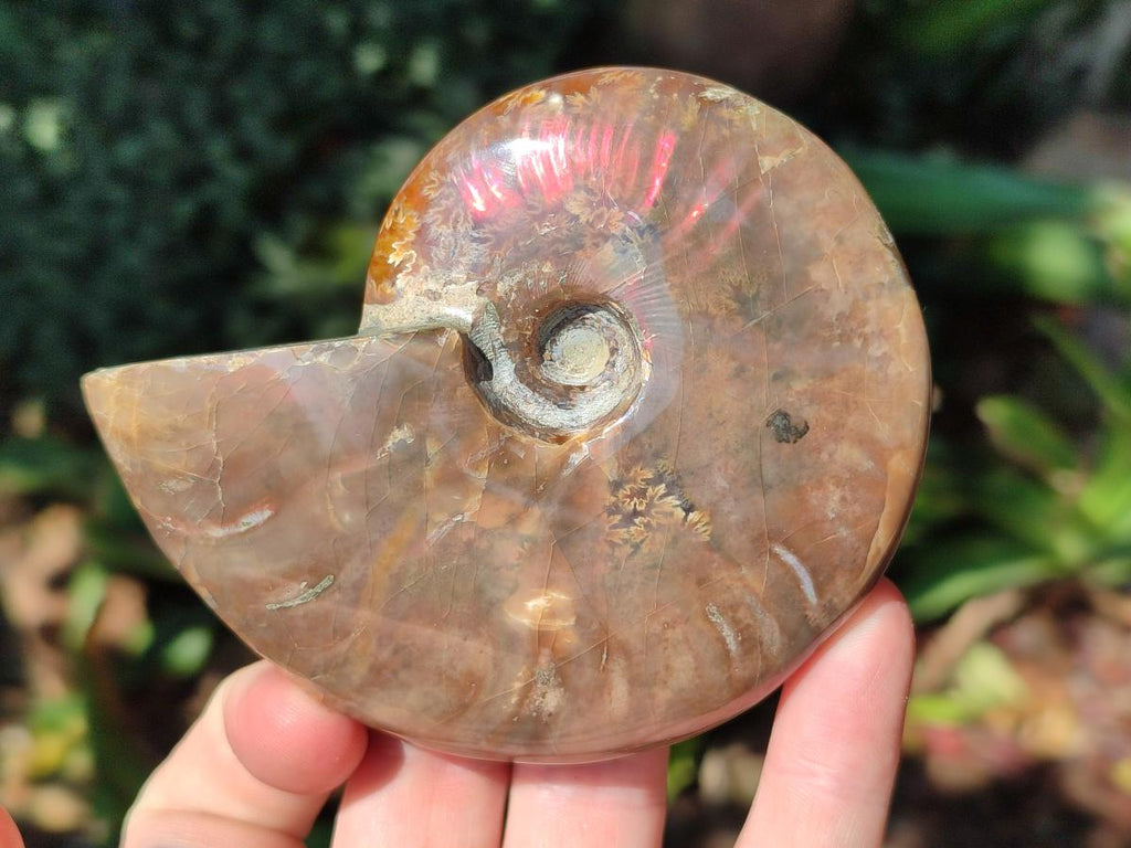 Polished Cleoniceras Ammolite Opalized Ammonite Fossil x 1 From Madagascar