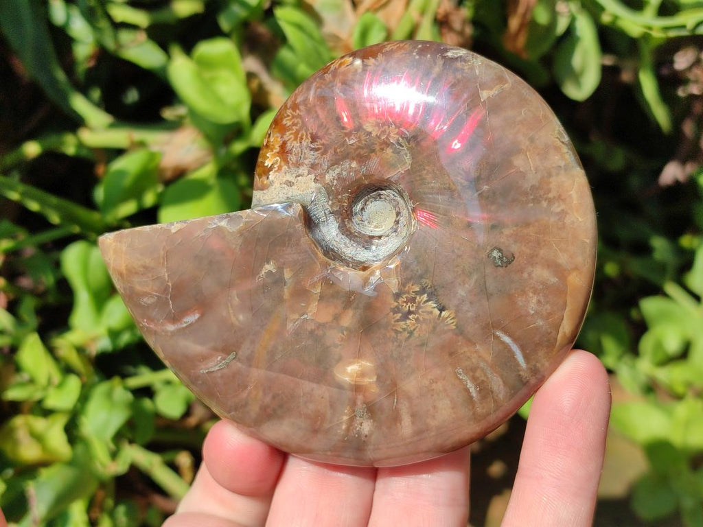 Polished Cleoniceras Ammolite Opalized Ammonite Fossil x 1 From Madagascar