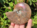 Polished Cleoniceras Ammolite Opalized Ammonite Fossil x 1 From Madagascar