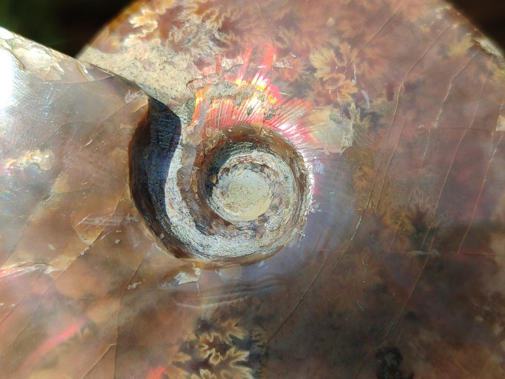 Polished Cleoniceras Ammolite Opalized Ammonite Fossil x 1 From Madagascar