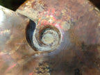 Polished Cleoniceras Ammolite Opalized Ammonite Fossil x 1 From Madagascar