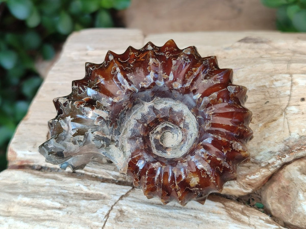 Polished Douvilleiceras Ammonite Fossil Specimen x 1 From Madagascar